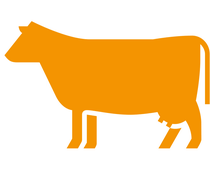 Icon Cow - Animal health